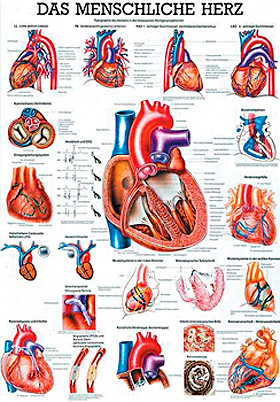 Anat. Lehrtafel: Das Menschliche Herz 70 X 100 Cm, Papier, Rüdiger ...