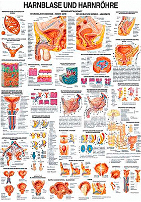 Anat Lehrtafel Harnblase Und Harnrohre 70 X 100 Cm Papier Rudiger Anatomie Medishop De